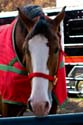 06_Clydesdale_3