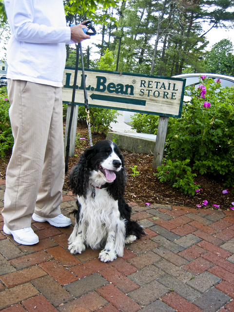 Harry @ L.L. Bean's