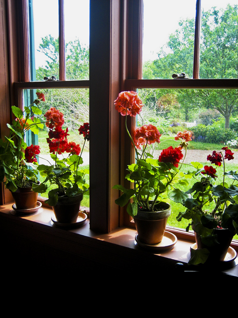 Geraniums, Green Gables, PEI