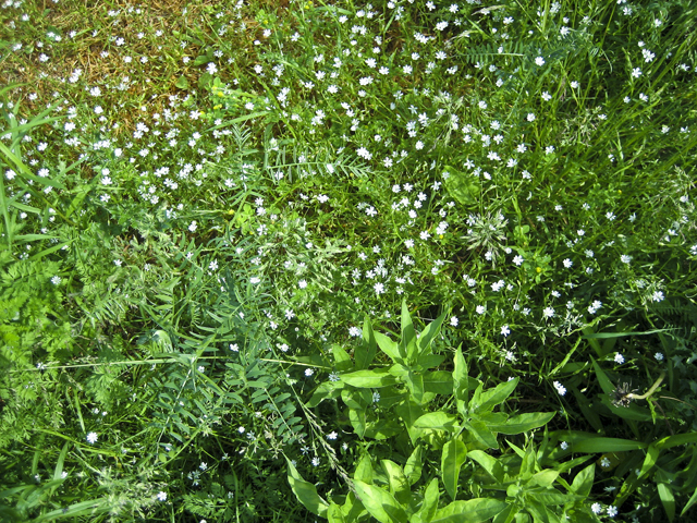 Wildflowers, Green Gables, PEI