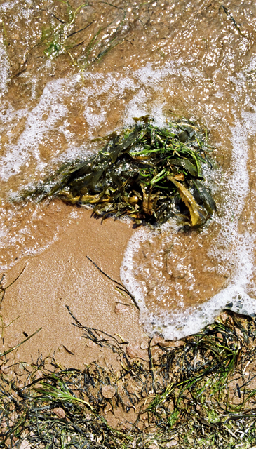Seaweed, PEI