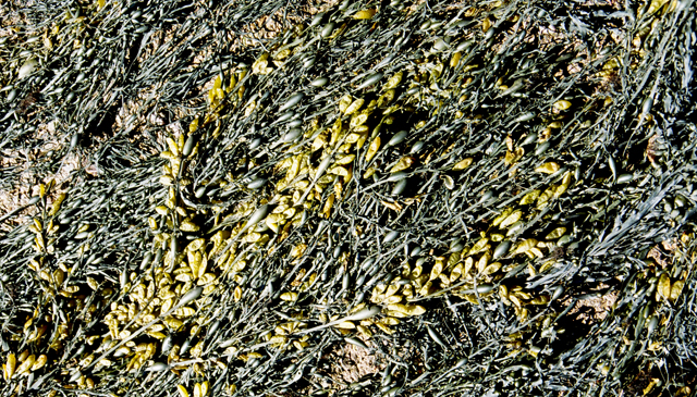 Seaweed, Hopewell Rocks, NB