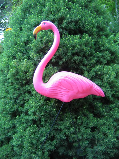 Pink Flamingo