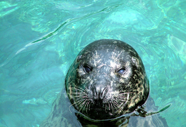 Seal