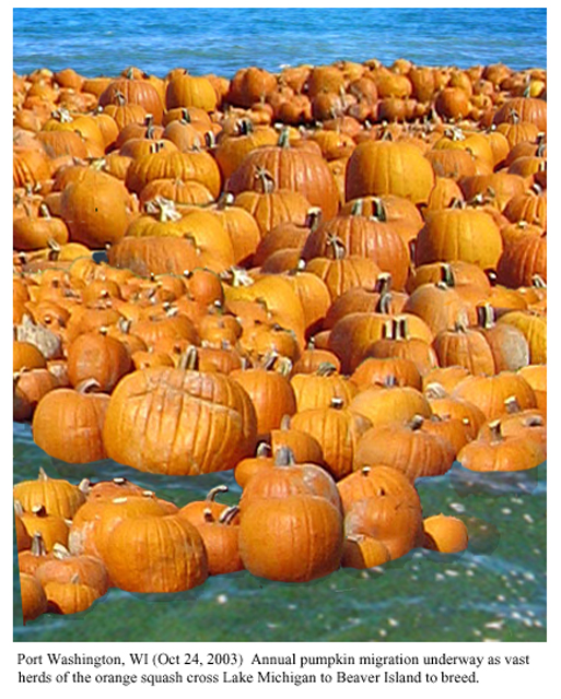 Pumpkin migration