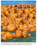 Pumpkin Migration