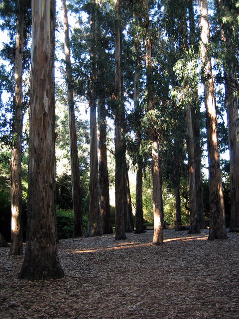 07-Eucalyptus_Grove