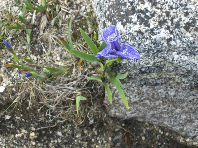 Iris amid rocks, Peggy's Cove, NS